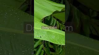 Daily Calm | Heavy Rain Sound On Banana Leaves #argamon #am #shorts