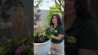 Shade Container Garden