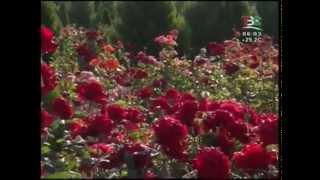 TV Safina - TV Tajikistan, Startup | Телевизиони Сафина