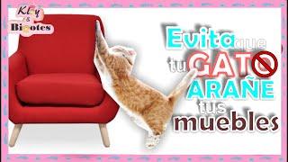 EVITA QUE tu GATO ARAÑE EL SOFÁ️ Y MUEBLES