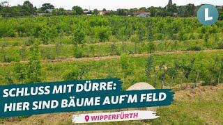 Acker der Zukunft?! So geht Agroforstwirtschaft | WDR Lokalzeit Land.Schafft.