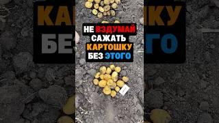 Не вздумай сажать картошку без этого #сад #огород #дача #рассада #урожай #картошка