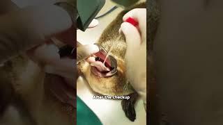 The story of the platypus #animals #cute #lovestory #shortvideo #love #funny #platypus #foryou