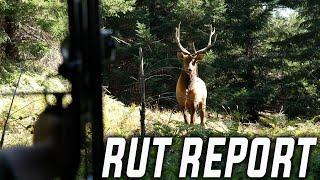 LIVE RUT REPORT! (best opening weekend ever)