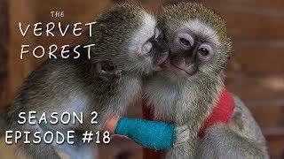 Baby Monkeys Injured in Fight // Vera Meets New Foster Moms - Vervet Forest - S2 Ep18