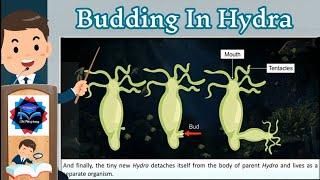 What is Budding?? Budding in Hydra. Class 10th 8th !