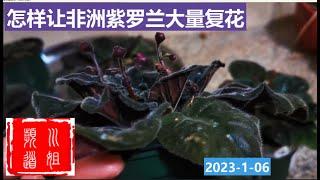 非洲紫罗兰大量复花的关键因素 Key Factors for Massive Compound Flowering of African Violets #African violets/