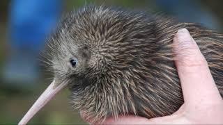The Unique Kiwi Bird