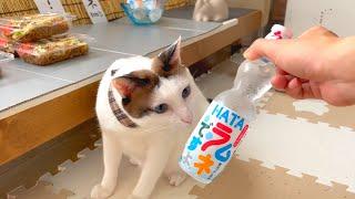 【夏祭り】猫が初めて出店に挑戦したら我慢できずに事件発生ｗｗｗ