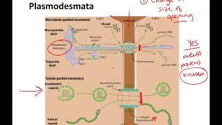 cell junctions online lecture