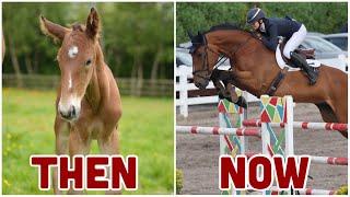 DALI'S 8 YEAR JOURNEY FROM FOAL TO GRAND PRIX