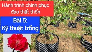 Kỹ thuật trồng đào thất thốn