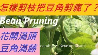 豆角剪枝剪到花開滿頭，豆角(四季豆)結瘋了-- How to Upset Bean to Grow Vigorously?