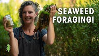 How to Forage Seaweed and Make A Delicious Seasoning! (Hands On with Milkwood Permaculture)