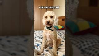 Will you help my puppy  #dog #goldendoodle #puppy #doglover