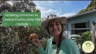 Growing tomatoes in Central Florida zone 10a - We have an update!