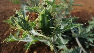 Mexican Prickly Poppy