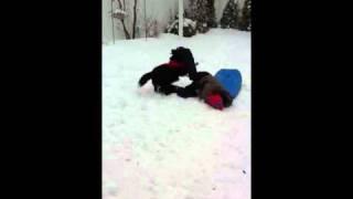 Attack dog while sledding