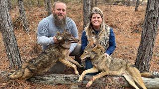 I set my 1st COYOTE TRAP line! Amazing results!! Trapping for beginners.