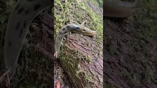 Slugs on the Fast Lane
