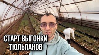 Старт выгонки тюльпанов.