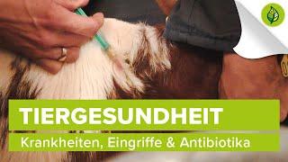 Tiergesundheit Rind – Krankheiten, Eingriffe und Antibiotikaeinsatz