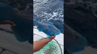 strange blue fish #short#fish#sea