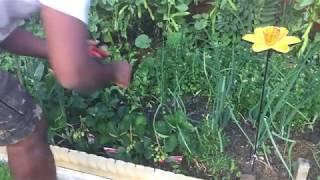 Spinach beets and Strawberry harvesting @ London Tea kadai