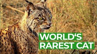 Iberian Lynx - Back From the Brink of Extinction | Free Documentary Nature