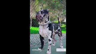 Pitbull# lover,s #ki shorts #videos #lover shorts# videos animals pitbull