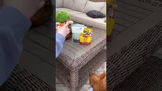 Animal Tree Burrow Interactive Dog Toy | #dogtoys #puppytoys #interactivetoys #noseworktoys #shorts