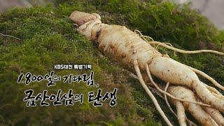 1800일의 기다림 '금산인삼의 탄생' 다큐멘터리 / KBS대전 20200929 방송