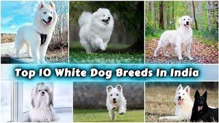 Top 10 White Dog Breed Easily Available  in India 2022