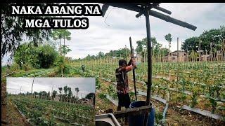 NAILAGAY NA MGA TULOS NG TALONG ,PAGPAPA ARARO SA ILALIM NG BALAG SA FARM2