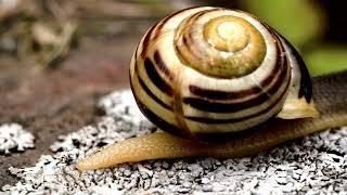 Slow but Steady The World of Snails/CADLMA #snails #snailshell  #SNAILSLIFE