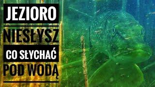 Ryby z jeziora NIESŁYSZ | Kamera pod wodą nurkowanie, okoń, płoć,fish camera under water perch,roach