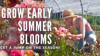 Get early summer blooms with these flowers in the cutting garden!