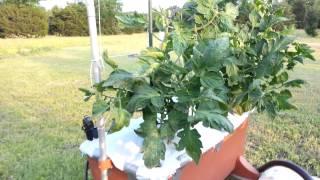 Azomite tomato test / update 2
