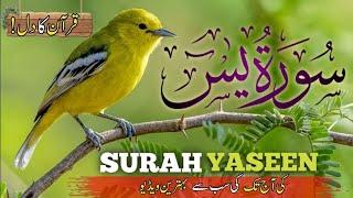 Surah Yasin (Yaseen) | Full With (HD) | Quran Tilawat Beautiful Voice Recitation