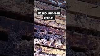 Почему погибла семья пчёл #short #shortvideo #vlogger #vlog #bees #пчеловодство #пчелы