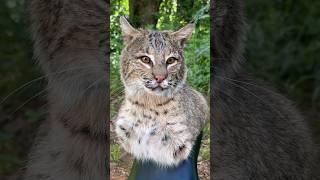 Mounting a bobcat  #taxidermy