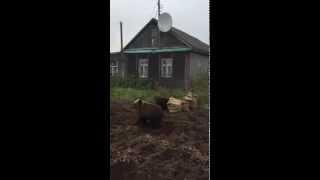 Медведи пытались присвоить картошку / Bears tried to assign potatoes