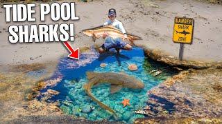 Finding Rare Sharks & Sea Creatures at Beach Tide Pool!