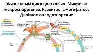 Жизненный цикл цветковых. Микро- и макроспорогенез. Развитие гаметофитов. Двойное оплодотворение