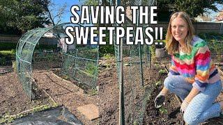 SAVING THE SWEETPEAS! / ALLOTMENT GARDENING FOR BEGINNERS