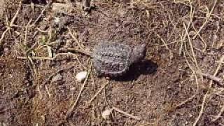 Young Snapping Turtle on the Raquette River