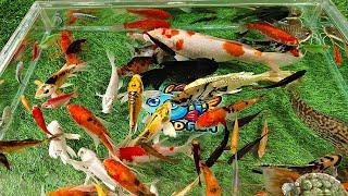 Unboxing Colorful Ornamental Fish, Koi Fish, Goldfish, Betta Fish, Manfish, Catfish - Maad Fish