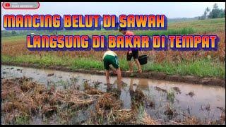 MANCING BELUT DI SAWAH LANGSUNG DI BAKAR DI LOKASI