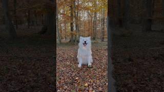 Autumn ear wiggles ️ #eardance #samoyed #dog #autumn