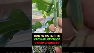 Как не потерять урожай огурцов летом #огород #дача #огурцы #подкормка #урожай #растения